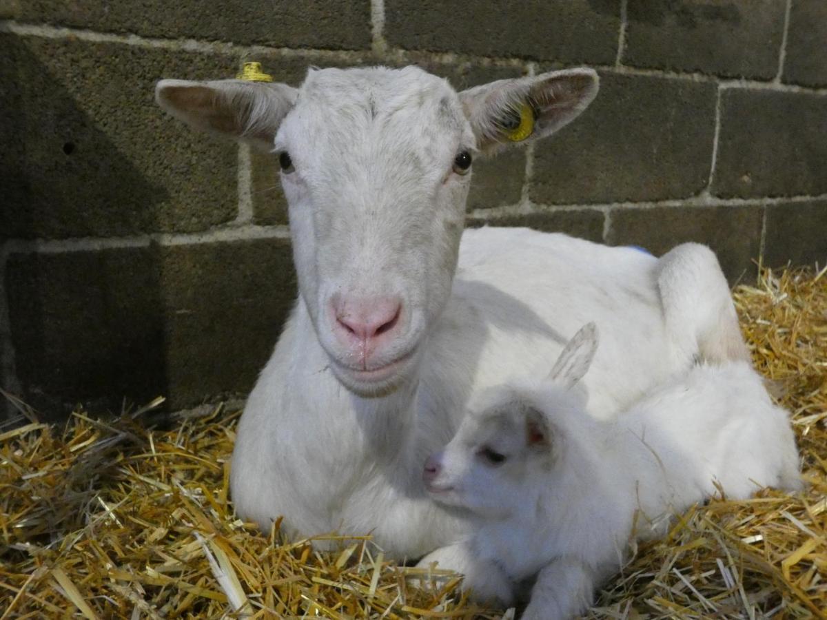 Marano Ticino Agriturismo Why Farm 빌라 외부 사진