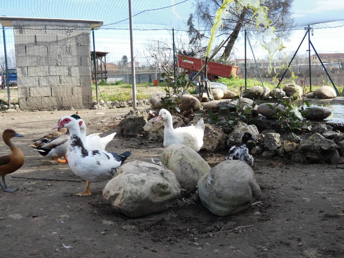 Marano Ticino Agriturismo Why Farm 빌라 외부 사진