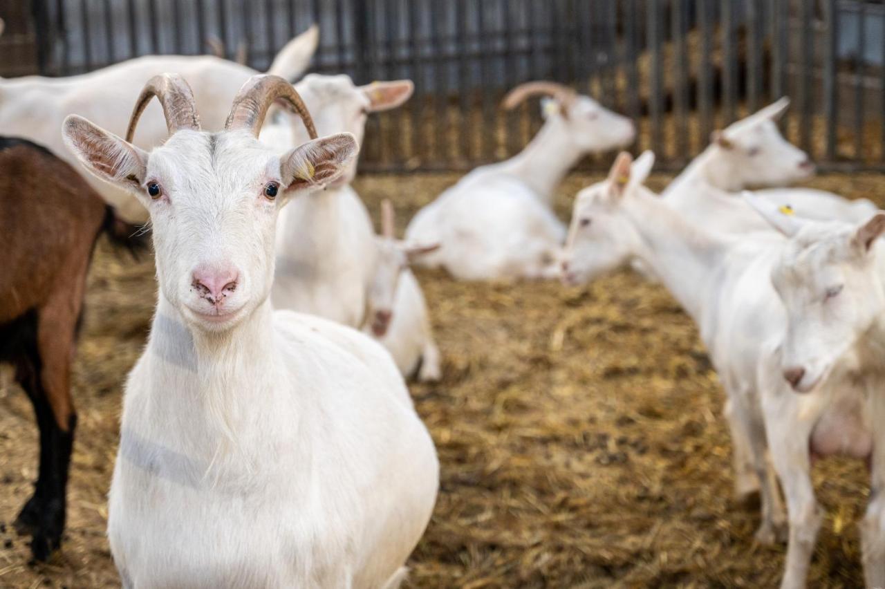 Marano Ticino Agriturismo Why Farm 빌라 외부 사진